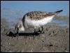 red_necked_stint_08342