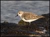 red_necked_stint_114226