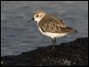 red_necked_stint_114227