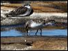 red_necked_stint_85379