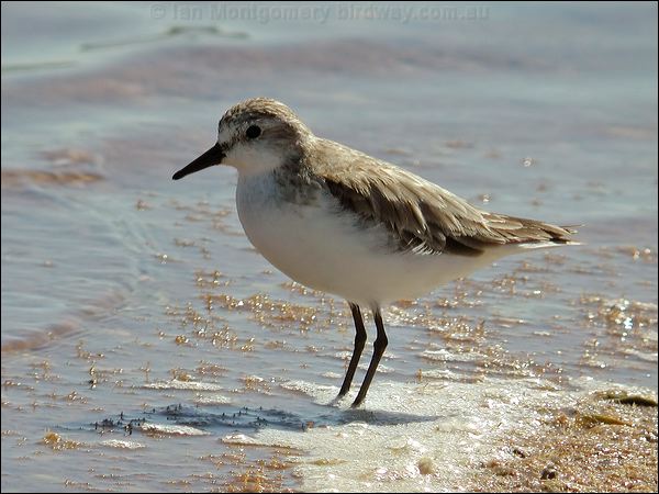 Red-necked Stint red_necked_stint_00358.jpg
