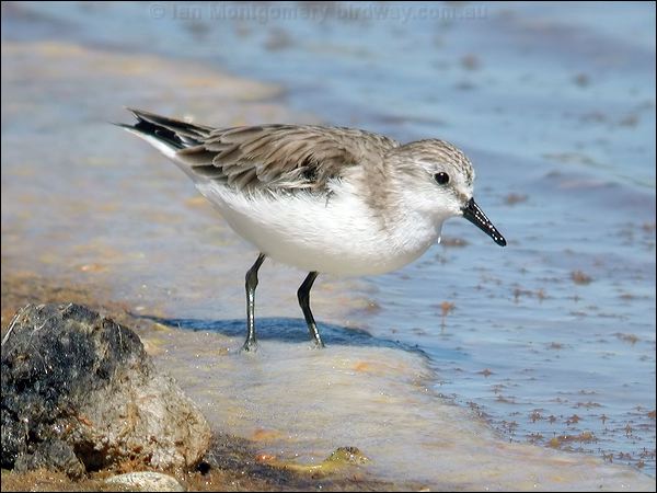 Red-necked Stint red_necked_stint_00381.jpg