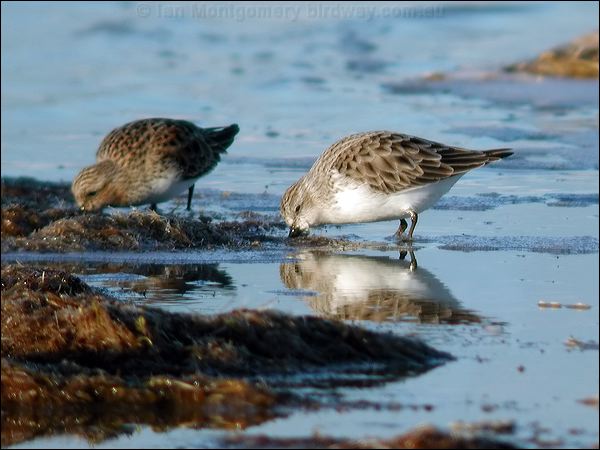 Red-necked Stint red_necked_stint_01338.jpg