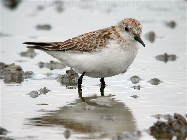 Red-necked Stint red_necked_stint_07777.jpg