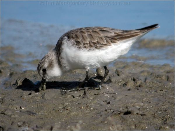 Red-necked Stint red_necked_stint_08342.jpg