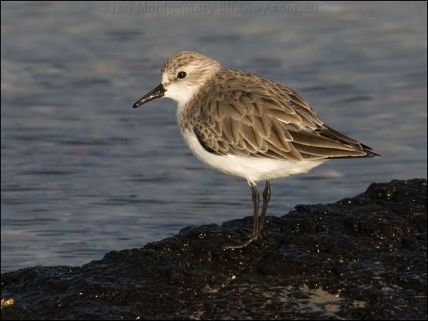 Red-necked Stint red_necked_stint_114227.psd