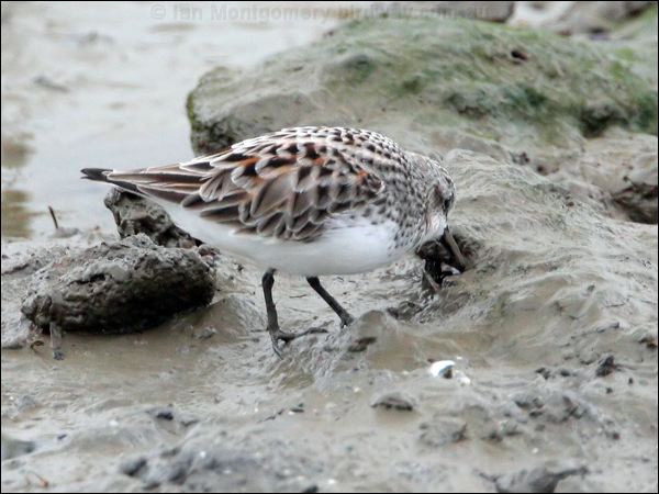Red-necked Stint red_necked_stint_64894.jpg