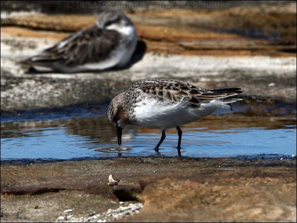 Red-necked Stint red_necked_stint_85379.psd