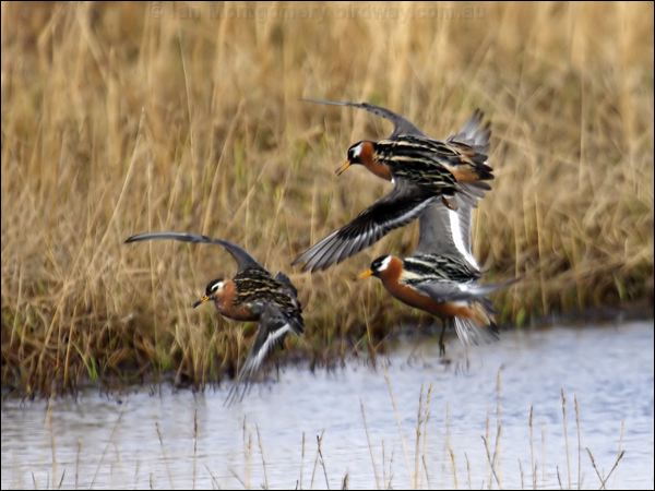 Red (Grey) Phalarope red_phalarope_66164.jpg