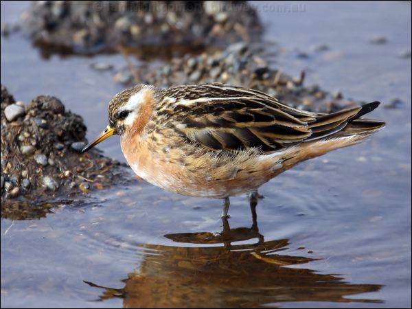 Red (Grey) Phalarope red_phalarope_66234.jpg