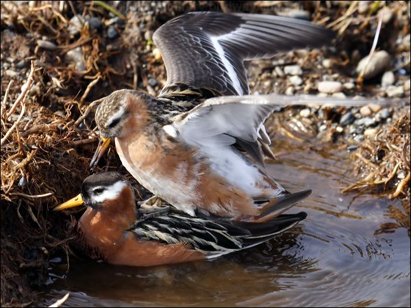 Red (Grey) Phalarope red_phalarope_66245.jpg