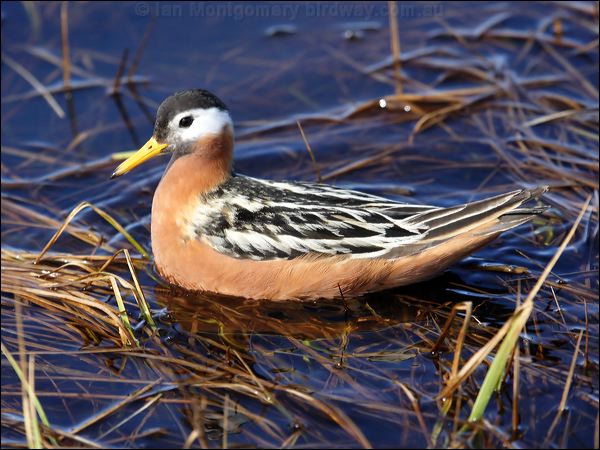 Red (Grey) Phalarope red_phalarope_67221.jpg