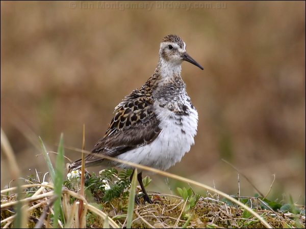Rock Sandpiper rock_sandpiper_67986.jpg