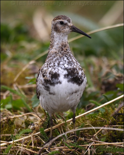 Rock Sandpiper rock_sandpiper_68017.jpg