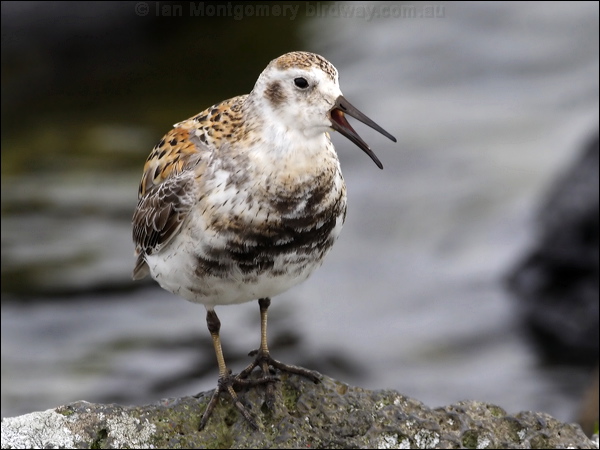 Rock Sandpiper rock_sandpiper_69191.jpg