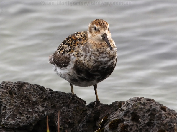 Rock Sandpiper rock_sandpiper_69228.jpg