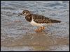 ruddy_turnstone_114195