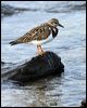 ruddy_turnstone_114211