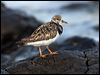 ruddy_turnstone_114215