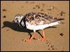 ruddy_turnstone_21170