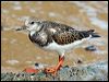 ruddy_turnstone_21234