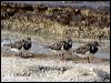ruddy_turnstone_45855