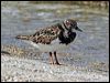 ruddy_turnstone_45862