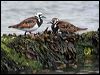 ruddy_turnstone_52505
