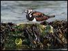 ruddy_turnstone_52511
