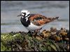ruddy_turnstone_52513