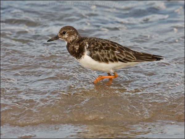 Ruddy Turnstone ruddy_turnstone_114195.psd