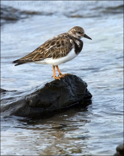 Ruddy Turnstone ruddy_turnstone_114211.psd