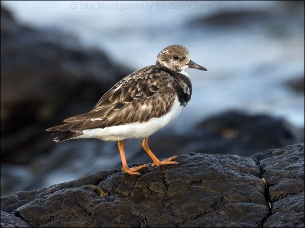 Ruddy Turnstone ruddy_turnstone_114215.psd
