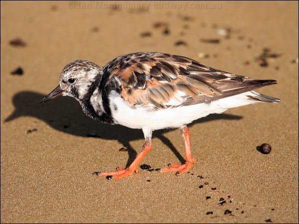 Ruddy Turnstone ruddy_turnstone_21170.jpg