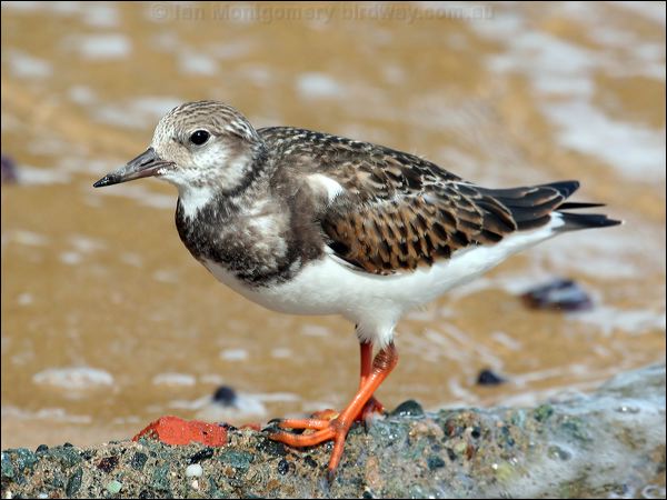 Ruddy Turnstone ruddy_turnstone_21234.jpg