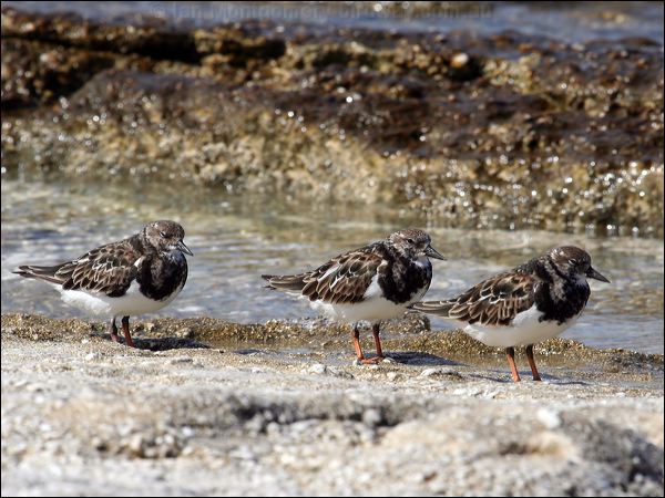 Ruddy Turnstone ruddy_turnstone_45855.jpg