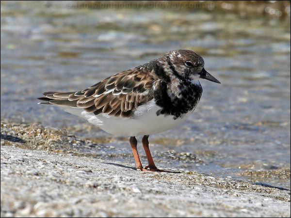 Ruddy Turnstone ruddy_turnstone_45862.psd