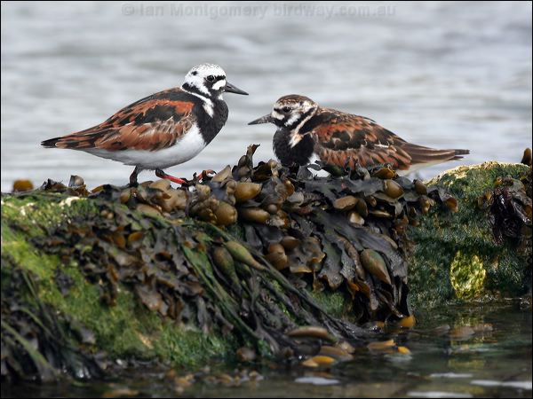 Ruddy Turnstone ruddy_turnstone_52505.jpg