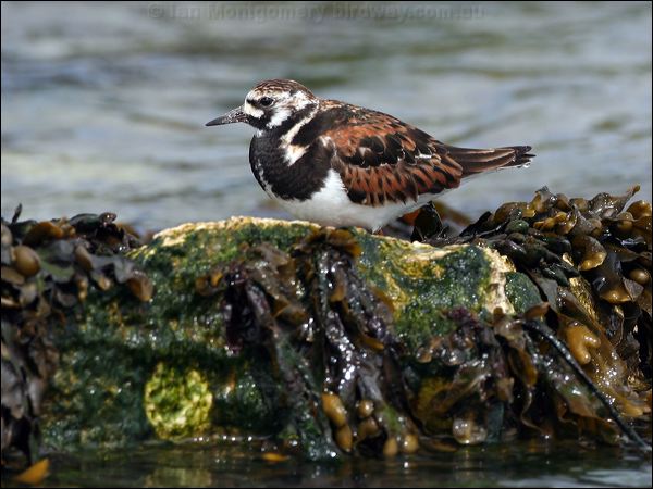 Ruddy Turnstone ruddy_turnstone_52511.jpg
