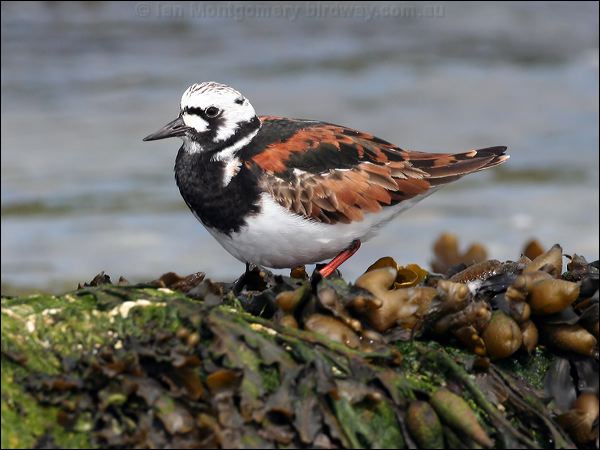 Ruddy Turnstone ruddy_turnstone_52513.jpg