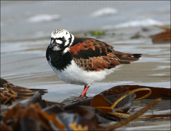 Ruddy Turnstone ruddy_turnstone_52566.jpg