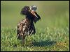 ruff_142715