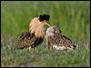 ruff_142784