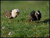ruff_142801