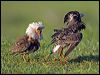 ruff_142818