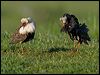 ruff_142836