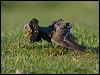 ruff_142923