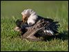 ruff_142945
