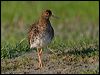 ruff_142959