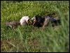 ruff_142976